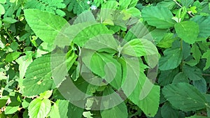 Sida rhombifolia (arrowleaf sida, Malva rhombifolia, rhombus-leaved sida, Paddy's lucerne)