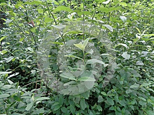 Sida rhombifolia arrowleaf sida, Malva rhombifolia, rhombus-leaved sida, Paddy`s lucerne, jelly leaf, Cuban jute, Queensland-hemp