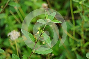 Sida rhombifolia (arrowleaf sida, Malva rhombifolia, rhombus-leaved sida, Paddy\'s lucerne) photo