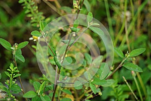 Sida rhombifolia (arrowleaf sida, Malva rhombifolia, rhombus-leaved sida, Paddy\'s lucerne) photo