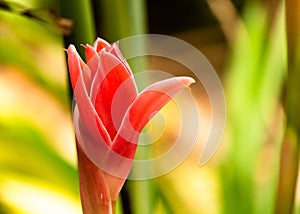 Siddhartha flower from garden