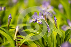 Side Angle of Blooming Crested Dwarf Iris