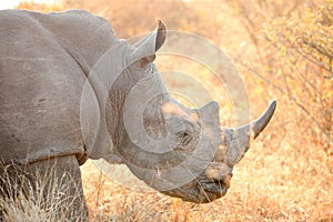 Side angle close up of the head of an African White Rhino in a South African game reserve