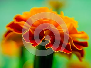 Side Angle Close Up Orange and Red Flower Selective Focus