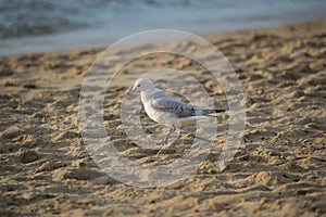 Side angle of seagull walking on the beach