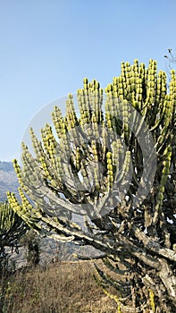 Side angle shot of a cactus plant in Dehradun, Uttrakhand.