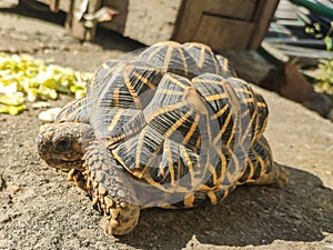 Side angle view Closeup of Tortoises are reptile species of the family Testudinidae of the order Testudines