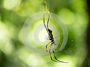 Side angle and visible fangs of a Golden orb-weaver spider on a