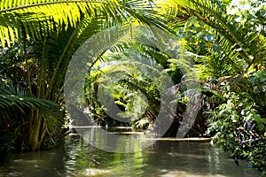 Side arm of Sepik River with Sago Palms, New Guinea