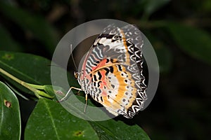 Side and back view of a leopards net falter with close wings photo