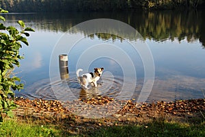 Side and back view on a tri color jack russel terrier stand in the sea and look backwards in the camera in meppen emsland germany