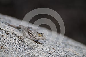 Side Blotched Lizard