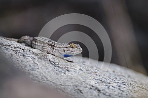 Side Blotched Lizard