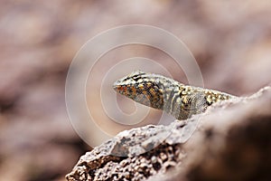 Side-Blotched Lizard Head
