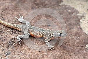 Side-blotched Lizard on a Rock