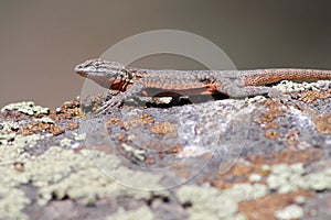 Side-blotched Lizard Sunning