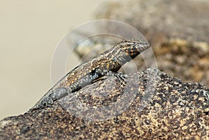 Side-blotched Lizard - Uta stansburiana