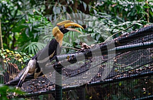 Side body of Great hornbill