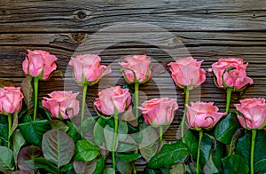 Side border of beautiful fresh pink roses