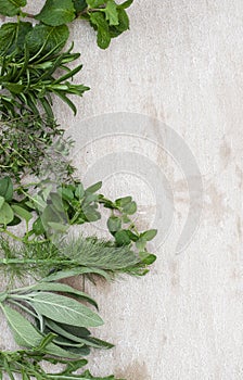 side border of fresh herbs with wooden rustic background
