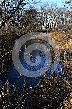 Boční koryto řeky Černá voda Čierna Voda, západní Slovensko, okres Galanta, porostlé rákosem rodu Phragmites