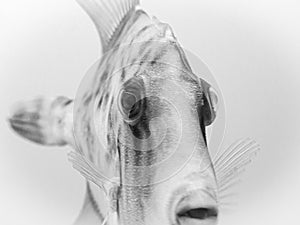 Side of close fish on white background photo