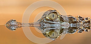 Side Close-up view of a Spectacled Caiman Caiman crocodilus