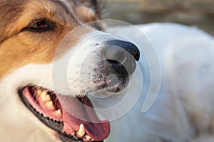 Side close up view of white and brown greek shepherd dog with open mouth against blurry