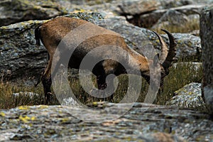 Side closeup of an Alpine ibex in the mountains, yellow grass and blurred stones background