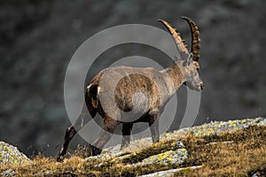 Side closeup of an Alpine ibex in the mountains, yellow grass and blurred stones background