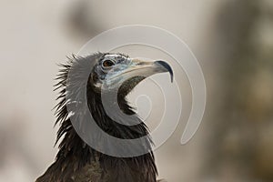 Side closeup of a black pharaohs chicken blurred background