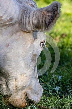 Side closeup of the head of a white dairy cow quietly grazing in the pasture on an agricultural farm