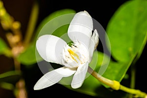 Side Closeup Photo of White Jasmine Flower Petals Blooming with blacked background