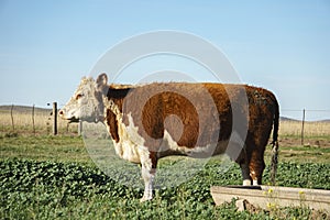 Side closeup of a Polled Hereford breed cow in field