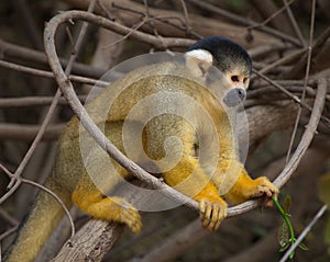 Side on closeup portrait of Golden Squirrel Monkey Saimiri sciureus sitting on branch, Bolivia