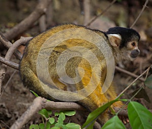 Side on closeup portrait of Golden Squirrel Monkey Saimiri sciureus sitting on branch and playing, Bolivia