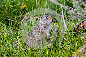 Side closeup of a Uinta ground squirrel in the green grass