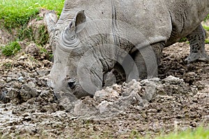 Side closeup of a white rhinoceros stucked on the grass with his horn