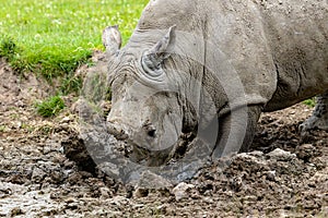 Side closeup of a white rhinoceros stucked on the grass with his horn