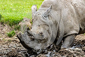 Side closeup of a white rhinoceros stucked on the grass with his horn