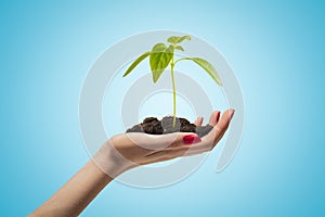 Side closeup of woman`s hand facing up and holding green sprout on light blue gradient background.