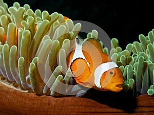 Ocellaris clownfish with black background