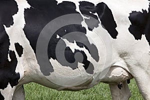 Side of cow with black spots on white hide