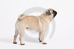 side of Cute dog pug breed standing and making funny