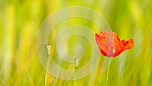 Side detail view of the red poppy flower with fresh green wheat field on a background. Flowers of red poppy