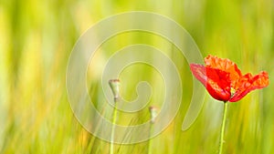 Side detail view of the red poppy flower with fresh green wheat field on a background. Flowers of red poppy in the wild field h