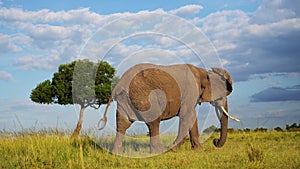 Side on Elephant profile walking across Masai Mara North Conservancy savannah plains, African Wildli