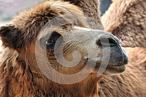Side face of camel
