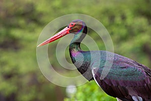 Side face portrait of a rainbow colored black stork a blurry green background