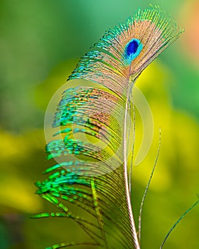 Side feather of peacock shining